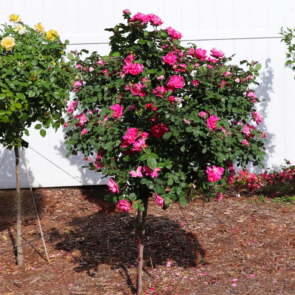 Pink Knock Out® Rose Tree 6 Pink Knock Out® Rose Tree - Image 4