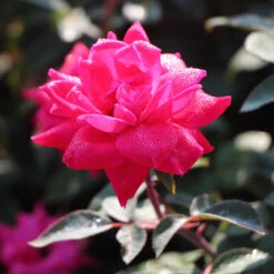 Pink Knock Out® Rose Tree 8 Pink Knock Out® Rose Tree -Lanscapes Store Pink Knockout Rose Tree 3 FGT