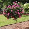 Pink Knock Out® Rose Tree -Lanscapes Store Pink Knockout Rose Tree FGT 600x600 04388905 db60 4ebf 8baa 6e25185dab4b
