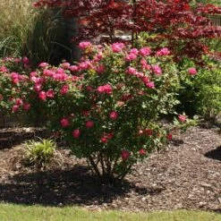 Double Pink Knock Out® Rose -Lanscapes Store Pink Knockout Shrub 3