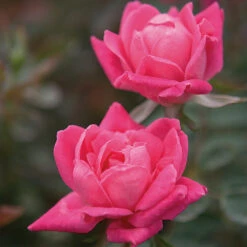 Double Pink Knock Out® Rose -Lanscapes Store Pink Knockout Shrub 4 FGT