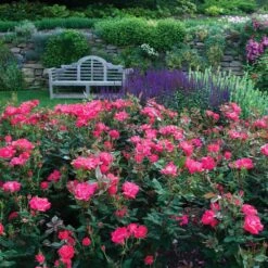 Double Pink Knock Out® Rose -Lanscapes Store Pink Knockout Shrub 6