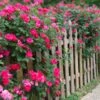 Double Pink Knock Out® Rose -Lanscapes Store Pink Knockout Shrub FGT 600x600 407160bc 6cbd 4bfb a426 0fedff3ee3ec