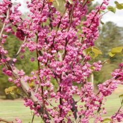 'Pink Pom Poms' Redbud Tree -Lanscapes Store Pink Pom Pom Redbud 2