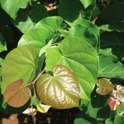 'Pink Pom Poms' Redbud Tree -Lanscapes Store Pink Pom Pom Redbud 4