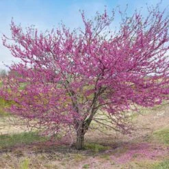 'Pink Pom Poms' Redbud Tree -Lanscapes Store Pink Pom Pom Redbud 5