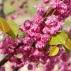 'Pink Pom Poms' Redbud Tree -Lanscapes Store Pink Pom Pom Redbud 600x600 a00001f4 ef81 4d0b 98ff cc2c03ee584a