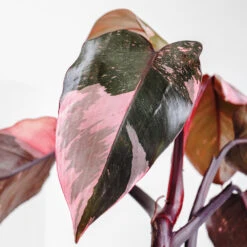 Pink Princess Philodendron -Lanscapes Store Pink Princess 2