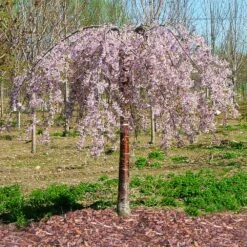Pink Snow Showers™ Weeping Cherry Tree 11 Pink Snow Showers™ Weeping Cherry Tree -Lanscapes Store Pink Snow Showers Flowering Chery 1