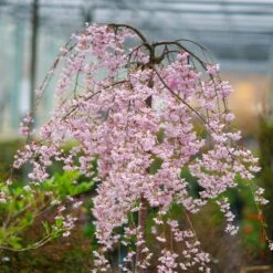 Pink Snow Showers™ Weeping Cherry Tree 12 Pink Snow Showers™ Weeping Cherry Tree -Lanscapes Store Pink Snow Showers Flowering Chery 2