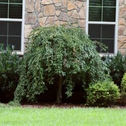 Pink Snow Showers™ Weeping Cherry Tree 13 Pink Snow Showers™ Weeping Cherry Tree -Lanscapes Store Pink Snow Showers Flowering Chery 4