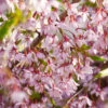 Pink Snow Showers™ Weeping Cherry Tree -Lanscapes Store Pink Snow Showers Flowering Chery 600x600 45472791 766f 4e6f 88c6 4e5396c43109