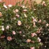 Pink-A-Boo® Camellia Shrub -Lanscapes Store Pink a Boo camellia 600x600 3883eb6d a151 4440 aa86 e2f1f3b3294b
