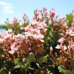 Pinkie Indian Hawthorn Shrub -Lanscapes Store Pink indian Hawthorn 2