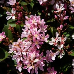 Pinkie Indian Hawthorn Shrub -Lanscapes Store Pink indian Hawthorn 3 FGT