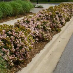 Pinkie Indian Hawthorn Shrub -Lanscapes Store Pink indian Hawthorn 5