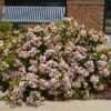Pinkie Indian Hawthorn Shrub -Lanscapes Store Pink indian Hawthorn FGT 600x600 b037c8ee 072c 4901 9102 ad473234d9c8