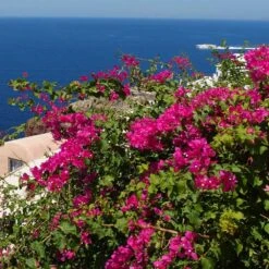 Pink Pixie Bougainvillea 7 Pink Pixie Bougainvillea -Lanscapes Store Pixie Pink BOugainv illea FGT 3