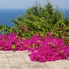Pink Pixie Bougainvillea -Lanscapes Store Pixie Pink BOugainvillea FGT 600x6004 b15a7a11 8d12 4e58 a9fe 00bf0e9b4685