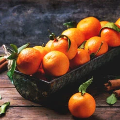 Pixie Mandarin Tree 9 Pixie Mandarin Tree -Lanscapes Store Pixie Mandarin Tree 3