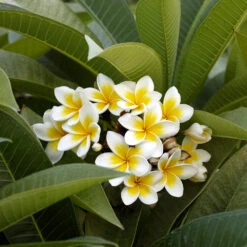 Plumeria -Lanscapes Store Plumeria white