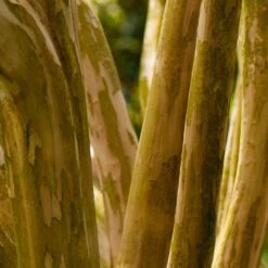 Pink Velour Crape Myrtle -Lanscapes Store Pnk Velour Crape Myrtle