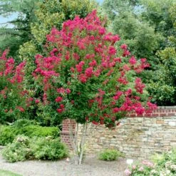 Pink Velour Crape Myrtle -Lanscapes Store Pnk Velour Crape Myrtle 4 FGT