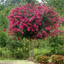Pink Velour Crape Myrtle -Lanscapes Store Pnk Velour Crape Myrtle 5 FGT