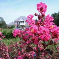 Pink Velour Crape Myrtle -Lanscapes Store Pnk Velour Crape Myrtle 6 FGT