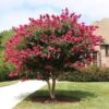Pink Velour Crape Myrtle 2 Pink Velour Crape Myrtle -Lanscapes Store Pnk Velour Crape Myrtle FGT 600x600 b03142bb 2ee6 41eb 8c3b 61824ffc7733