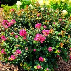 Pocomoke Crape Myrtle 10 Pocomoke Crape Myrtle -Lanscapes Store Pocomoke Crape myrtle 2