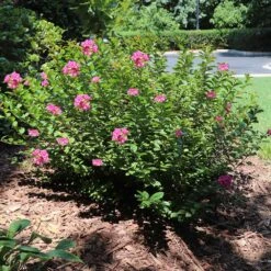 Pocomoke Crape Myrtle 9 Pocomoke Crape Myrtle -Lanscapes Store Pokomoke 1