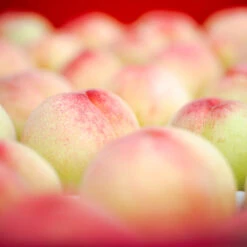 Polly Peach Tree 7 Polly Peach Tree -Lanscapes Store Polly Peach 2