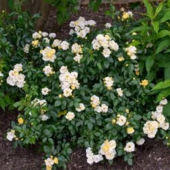 Popcorn Drift® Rose -Lanscapes Store Popcorn Drift Rose 3