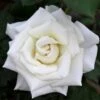 Pope John Paul II Rose Shrub -Lanscapes Store Pope John Paul Rose FGT 600x600 0c0da3d4 5c1d 47bc 9e25 5c58543e2d88