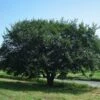 Prairie Expedition® Elm Tree -Lanscapes Store Prairie Expedition Elm FGT 600x600 c746e7fe 4ee2 4b9c ba34 fb285d23b7a7
