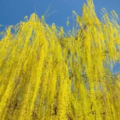 Prairie Cascade Weeping Willow 8 Prairie Cascade Weeping Willow -Lanscapes Store Prarie Cascade Willow 3 FGT