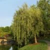 Prairie Cascade Weeping Willow -Lanscapes Store Prarie Cascade Willow FGT 600x600 7781f277 3593 4f36 9a81 fb90dfbb8fc4