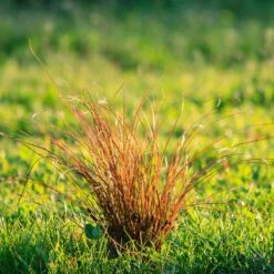 Prairie Fire Sedge 9 Prairie Fire Sedge -Lanscapes Store Prarie Fire Sedge 5 FGT