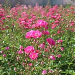 Pretty Polly® Pink Rose -Lanscapes Store Pretty Polly Pink