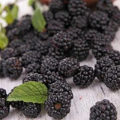 Prime Ark Freedom Blackberry - USDA Organic -Lanscapes Store Prime Ark Freedom Blackberries 2 450w 6eb9fce9 bbe8 4d18 aff3 ccaf8f5427c6