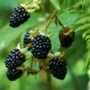 Prime Ark Freedom Blackberry - USDA Organic -Lanscapes Store Prime Ark Freedom Blackberry bush 350w 9cbf9bb2 77d7 4a3f b9a4 c7f5fe216d50