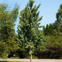 Princeton Sentry™ Columnar Ginkgo Tree 7 Princeton Sentry™ Columnar Ginkgo Tree -Lanscapes Store Princeton Sentry Ginkgo Tree 1