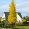 Princeton Sentry™ Columnar Ginkgo Tree -Lanscapes Store Princeton Sentry Ginkgo Tree 600x600 fc9f7916 3ff4 4782 aed0 0cca999aa227