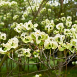 Mexican Flowering Dogwood Tree -Lanscapes Store Pringle Mexican Dogwood 1