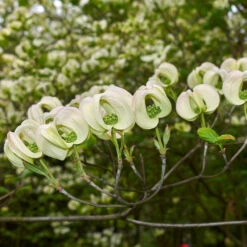 Mexican Flowering Dogwood Tree -Lanscapes Store Pringle Mexican Dogwood 2