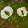 Mexican Flowering Dogwood Tree -Lanscapes Store Pringle Mexican Dogwood 600x600 79a34edc 828c 408c 9d78 63e10ddfa66c