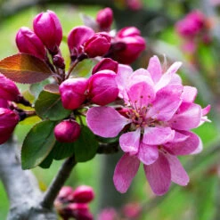 Profusion Crabapple Tree 10 Profusion Crabapple Tree -Lanscapes Store Profussion Crabapple 3 FGT
