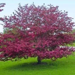 Profusion Crabapple Tree 13 Profusion Crabapple Tree -Lanscapes Store Profussion Crabapple 5