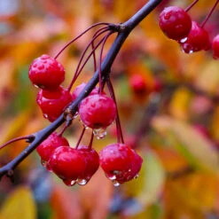 Profusion Crabapple Tree 11 Profusion Crabapple Tree -Lanscapes Store Profussion Crabapple 6